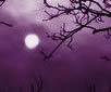 Harvest Moon